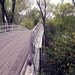Ready to Ship - Robin Perched Atop White Bridge - Central Park, NY - 8 x 10 Print
