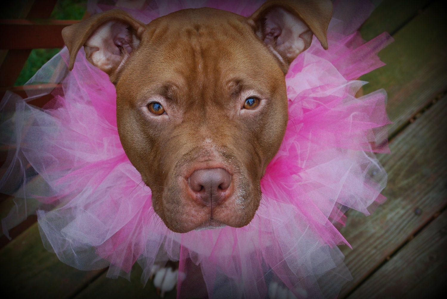Pink Tutu Collar for Large Breed Dogs