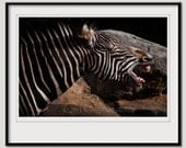 zebra photograph, 8x10 silly animal photography singing zebra black white stripes StrongylosPhoto zoo photo