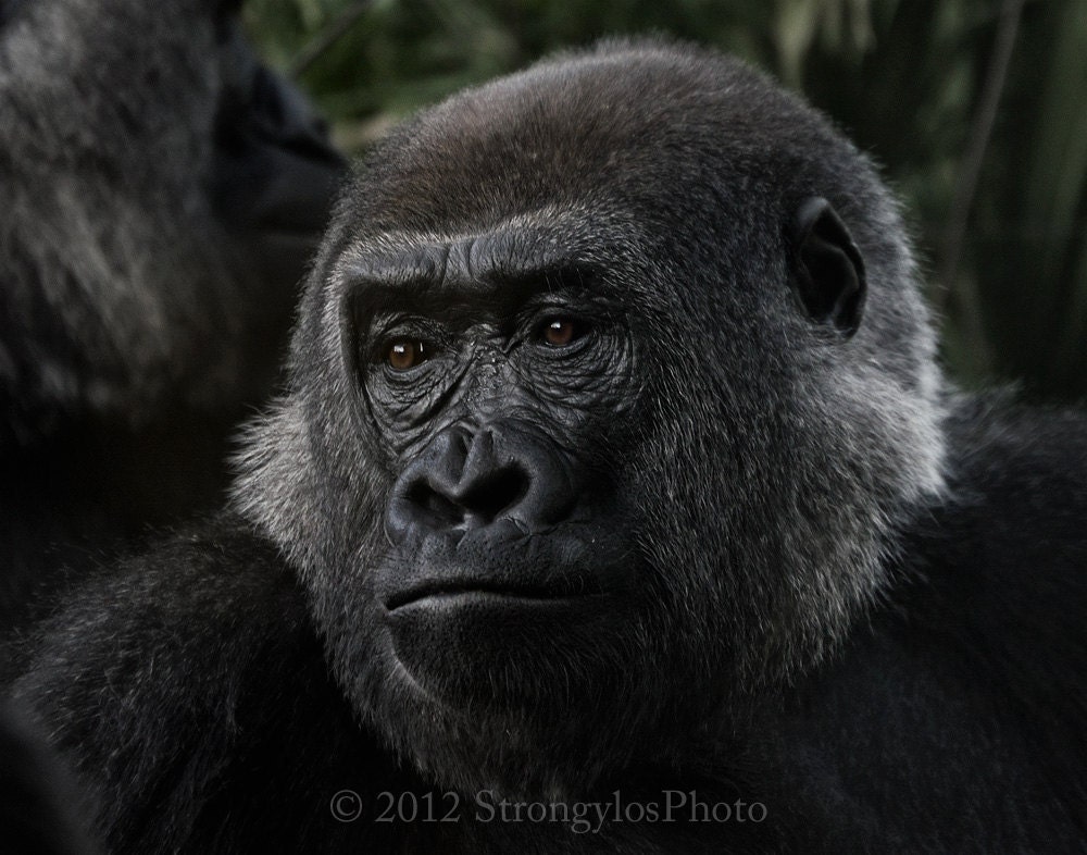 Lowland Gorilla photography, 11x14 large print, close up face photo, nature lover, expressive animal photo powerful wildlife image