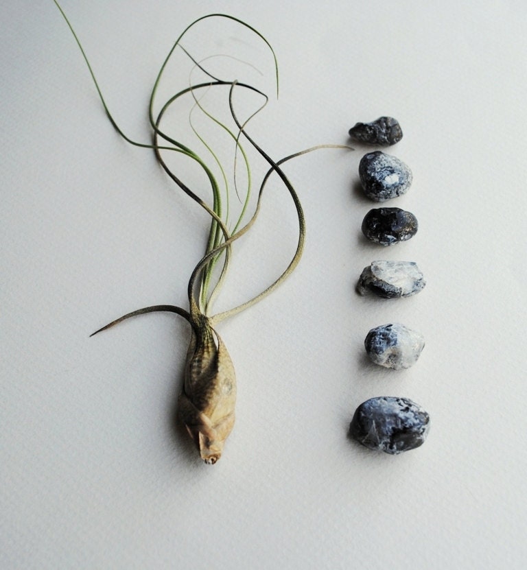 SALE 10 pcs natural untumbled apache tears