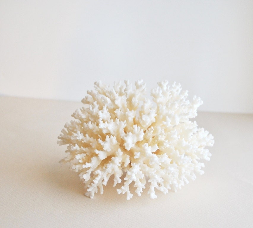 large whole branch white coral specimen
