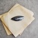 polished Orthoceras fossil