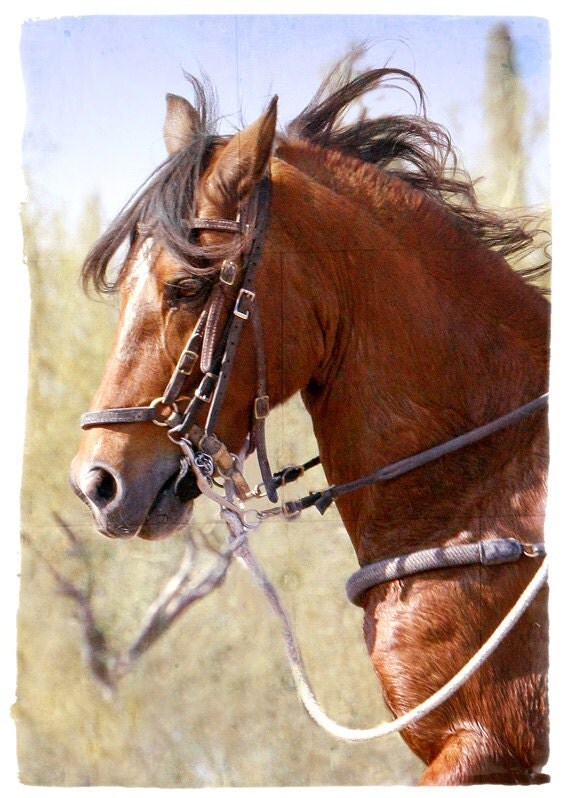 items-similar-to-paso-fino-gaited-horse-in-full-trot-beautiful-horse