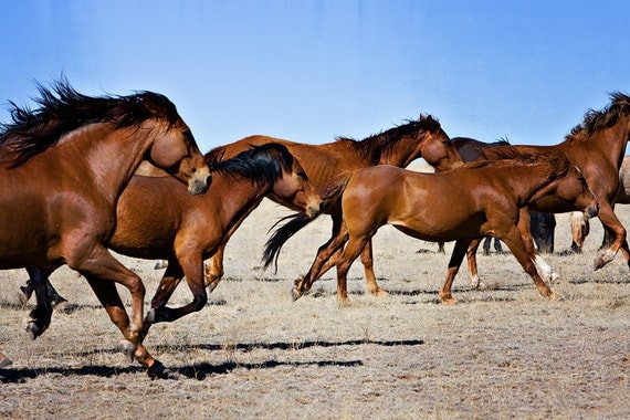 wild horse run print mustangs 5 x 7 photography fine art