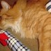 Catnip Toy - Two Snakey Mice Organic Catnip Toys