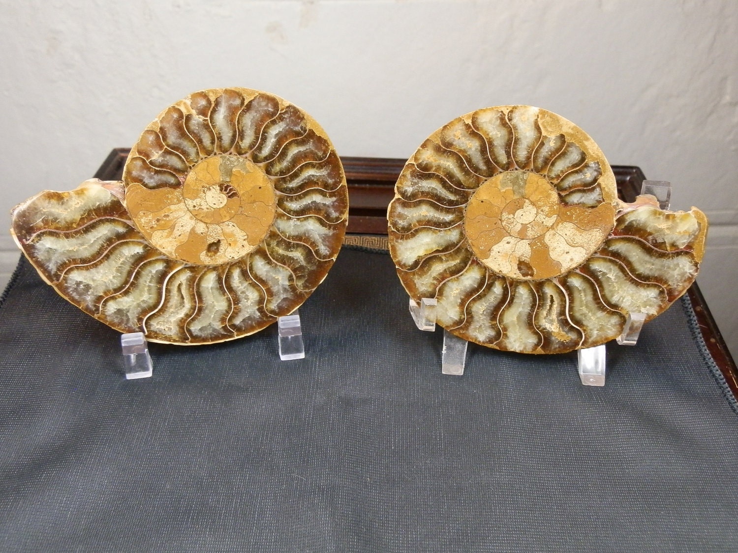 PAIR of beautiful Ammonites fossils with some pearl essence and a little druzy. Great specimens. Sliced and polished.