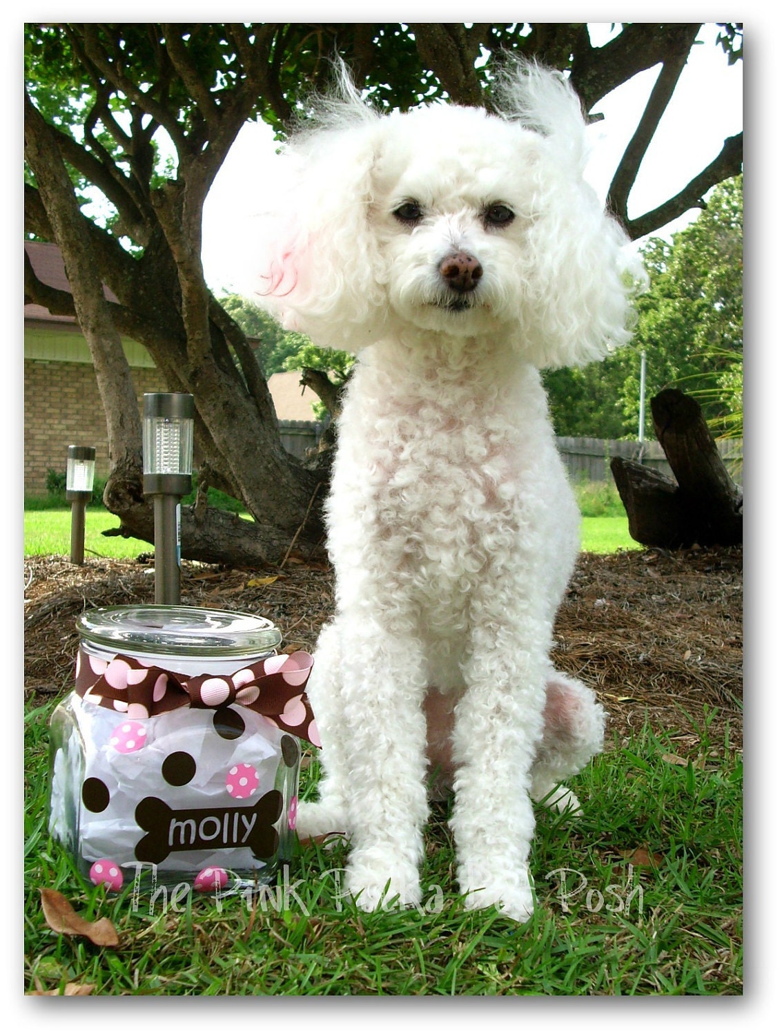 Personalized Dog Treat Jar to store your Doggies Treats in Style