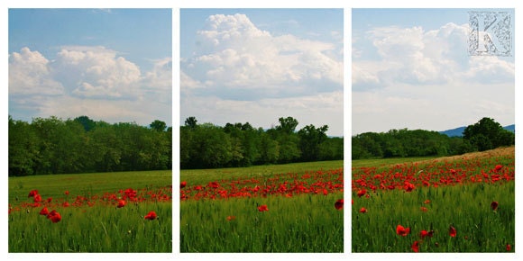 Poppies - Set of 3 Signed photo 8 x 12 - italian countryside red green spring flower clouds po valley home decor