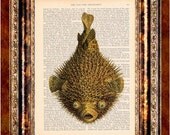 PUFFER FISH Vintage Art Print Antique 1800's Book Page or Dictionary Page Upcycled Recycled
