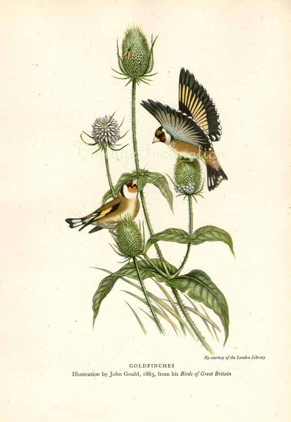 Antique art print GOLD FINCHES Bird print by VintageInclination