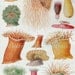 Antique Print, 1933 Foreign Anemones, Sea Anemones, ocean