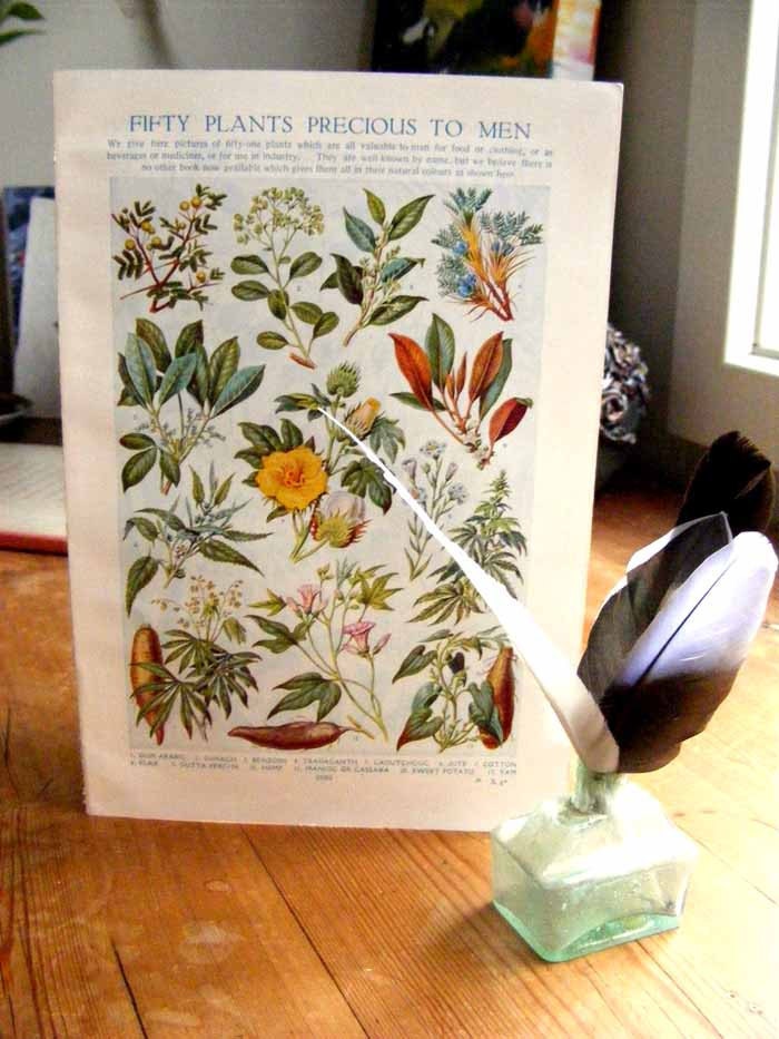 Vintage Botanical Prints 1933 Antique plant prints botanical prints bookplates art prints, flowers plants wall print wall art