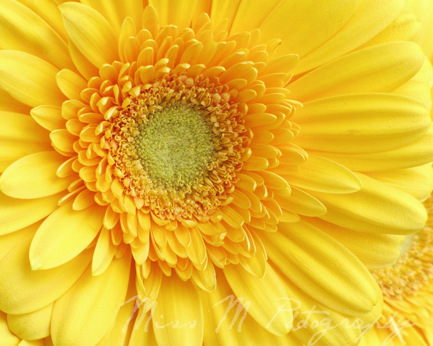 Sunshine, lemon yellow flower, spring, nature, home decor, original fine art photograph, 8x10 print