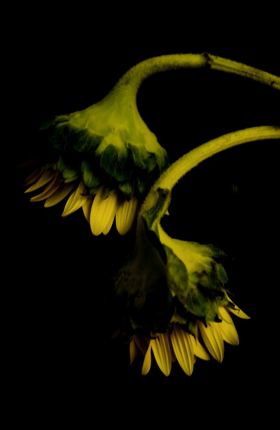 Lost Violent Souls - Dead Sunflower Series - Fine Art Photography by Sabato Visconti - Archival Print - 8 x 12 - Signed - Sabatobox