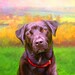 Custom Pet Portrait - your pet, my crazy RISK FREE portrait offer