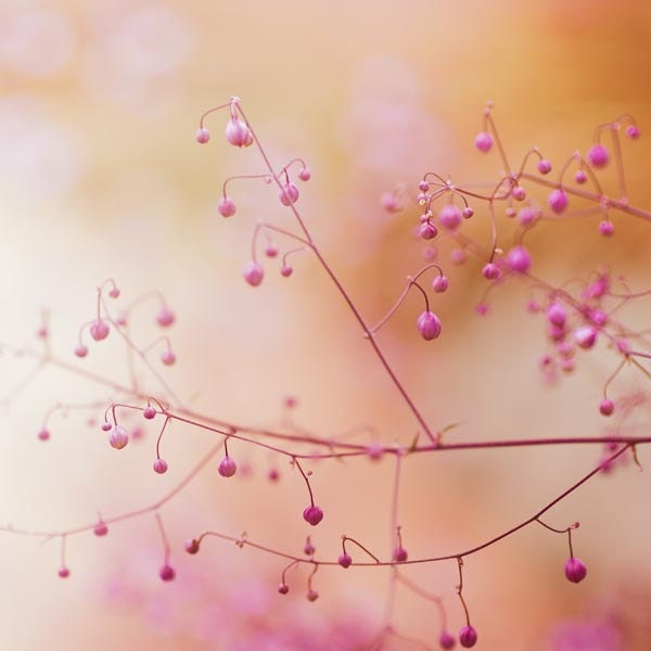 botanical photography - fine art photography 5x5 - pink spring flowers pink peach spring macro print botanical print clickety