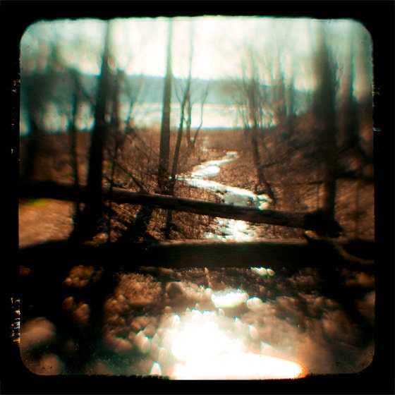 The Stream  8 x 8 Print.  Fallen Trees over a stream, stark and surreal, fall autumn winter