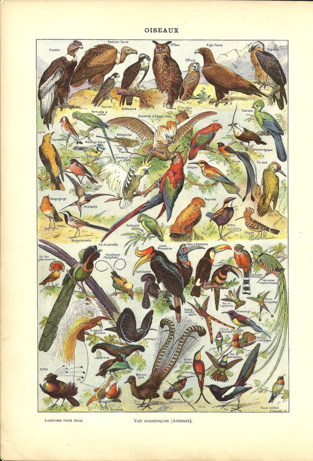 1900s - Antique BIRD poster - French Dictionary Color Illustration