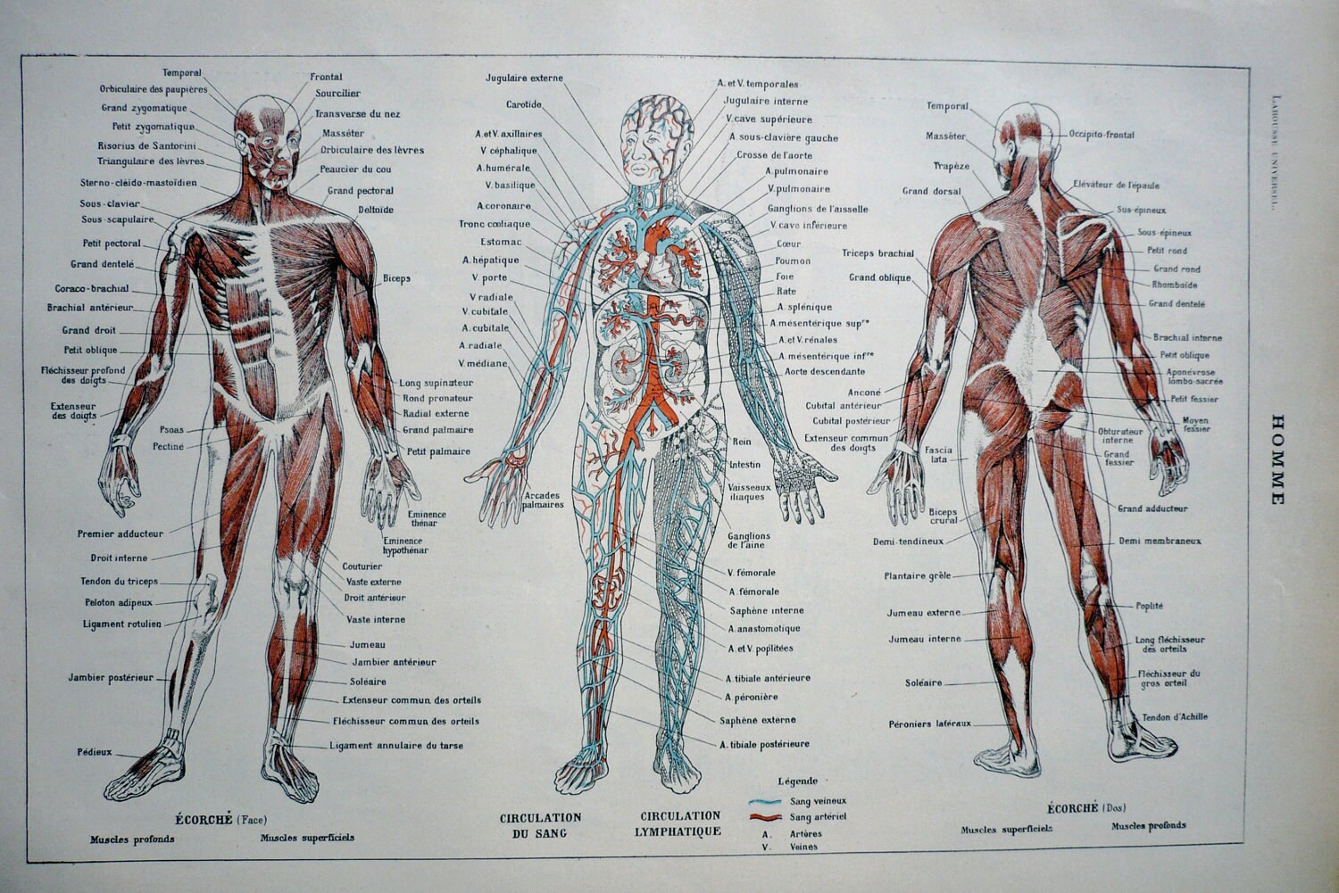 Human Anatomy Poster