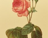 French Rose Flower Print, Botanical Illustration Wall Hanging (Paris Home Decor Art) Redoute Artist, To Frame No. 120
