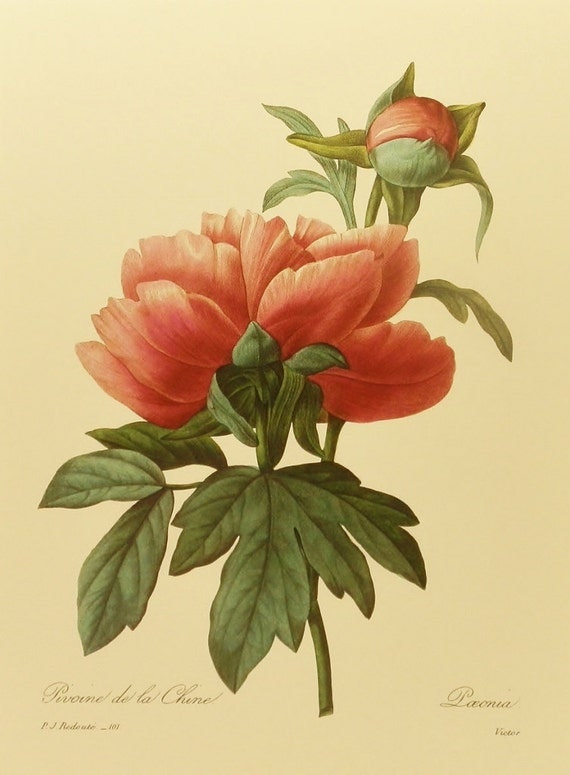 Flower Art Print, Vintage Pivoine de la Chine (Mountain Peony) Redoute, French Country Home Decor, Botanical Wall Art Hanging, No. 101