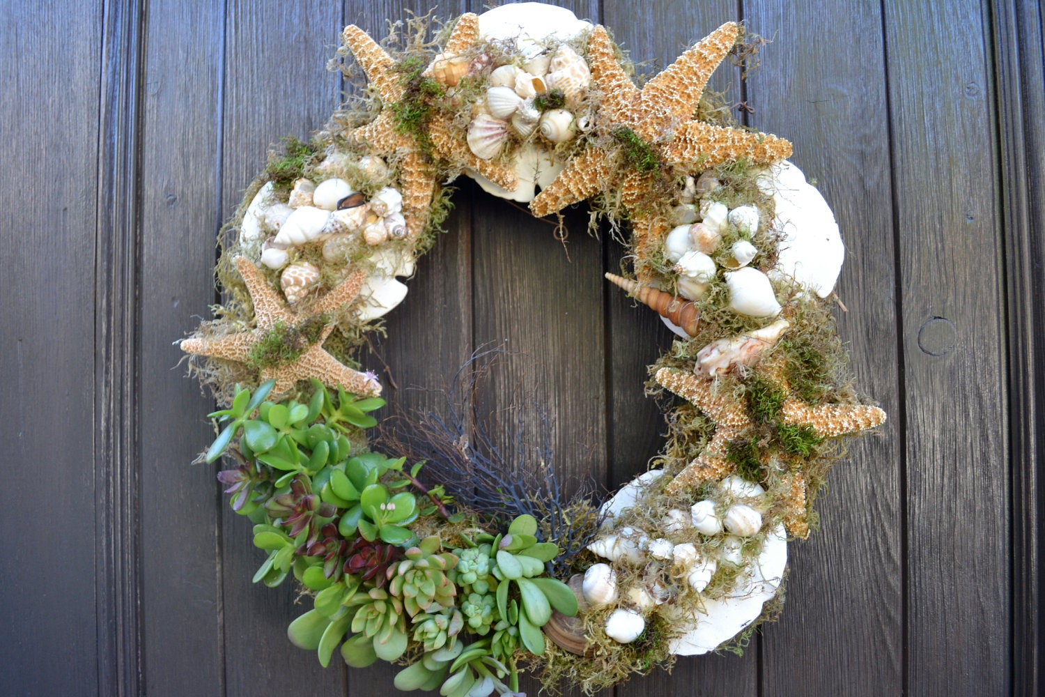 The Oceanside Shell & Succulent