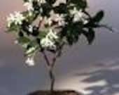 20 Confederate Jasmine Vine Seeds-1220