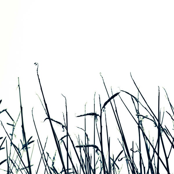 Botanical Art Print Black and White Nature Photo by DUEALBERI