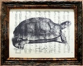 Asian Brown Tortoise Art Print on Antique Music Book Page