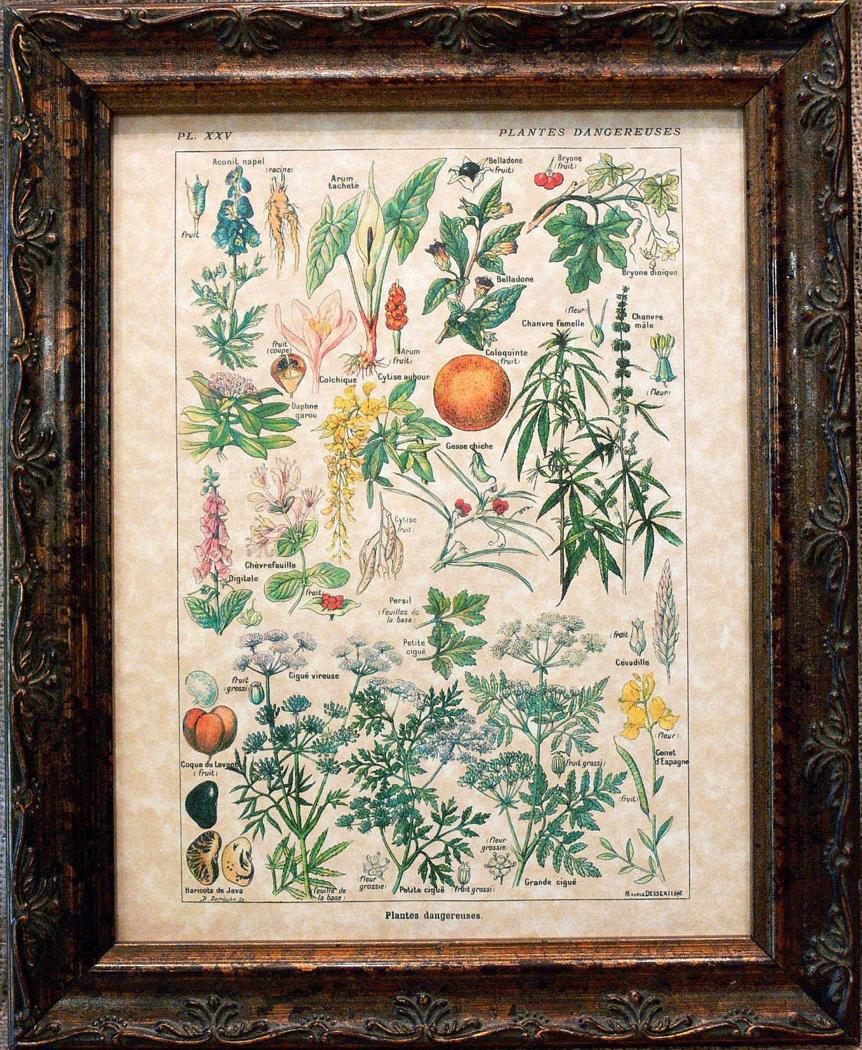 Types of Dangerous Plants Ver. II Art Print from 1912 on Parchment Paper