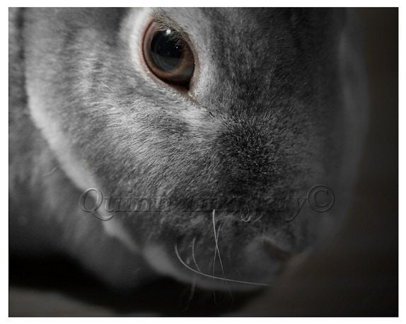 Rabbit Photograph Bunny Black White Grey Brown Fine Art Photography