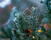 SALE: SAVE 50% - Dewy Cobweb - 6x4" Lustre Premium Fine Art Nature Photo Print - Affordable Artwork Decor