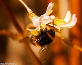 Busy Bee - 8x6" Lustre Mounted Premium Fine Art Nature Photo Print - Affordable Artwork Decor