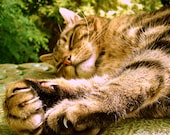 Thunder The Cat - 10x8" Lustre Mounted Premium Fine Art Nature Photo Print - Affordable Artwork Decor