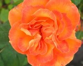 Fiery Rose 8x10 Fine Art Print
