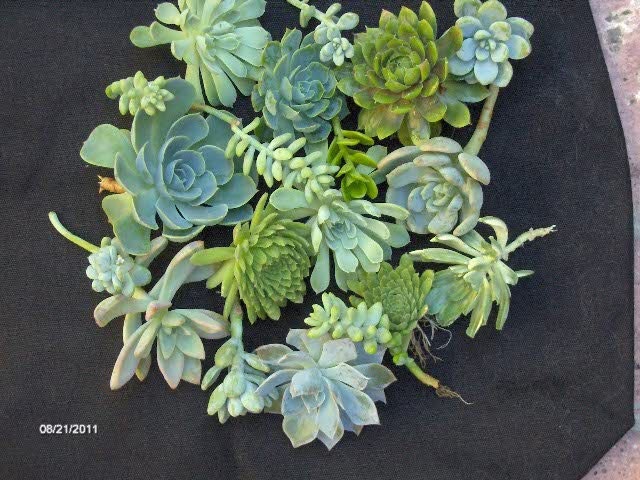 Succulent Wedding Favors - A Collection of 24 Succulent Cuttings Great for Wreath Making, Bouquets, Party Favors, Wedding Favors