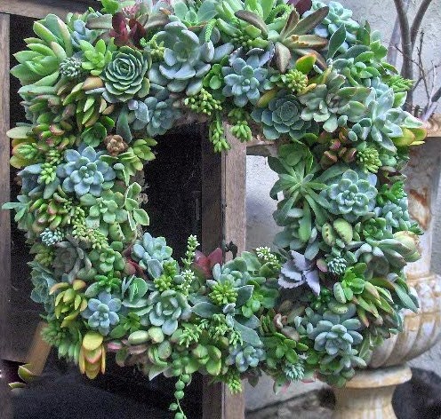 Live Succulent Wreath 15" Succulent Wreath -Square Succulent Wreath - Fathers Day Gift,  Home Decor, Wedding Centerpiece