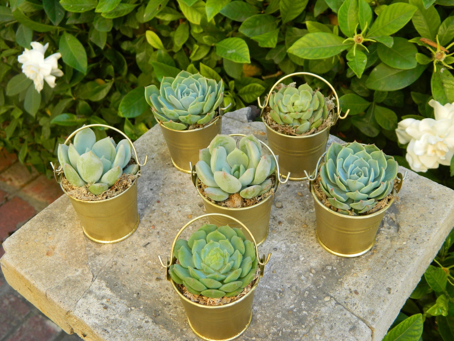 Succulent Wedding Favor, Succulent Bridal Shower Favor, Rustic Wedding Favor, Fall Wedding Favor, Garden Party Favor, Mini Pail Succulent