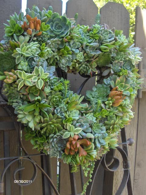 Succulent Cuttings - A Collection of 36 Succulent Cuttings Perfect for Starting a Garden, Centerpieces, Wedding Favors