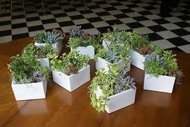 Succulent Cuttings - A Collection of 36 Succulent Cuttings Perfect for Starting a Garden, Centerpieces, Wedding Favors
