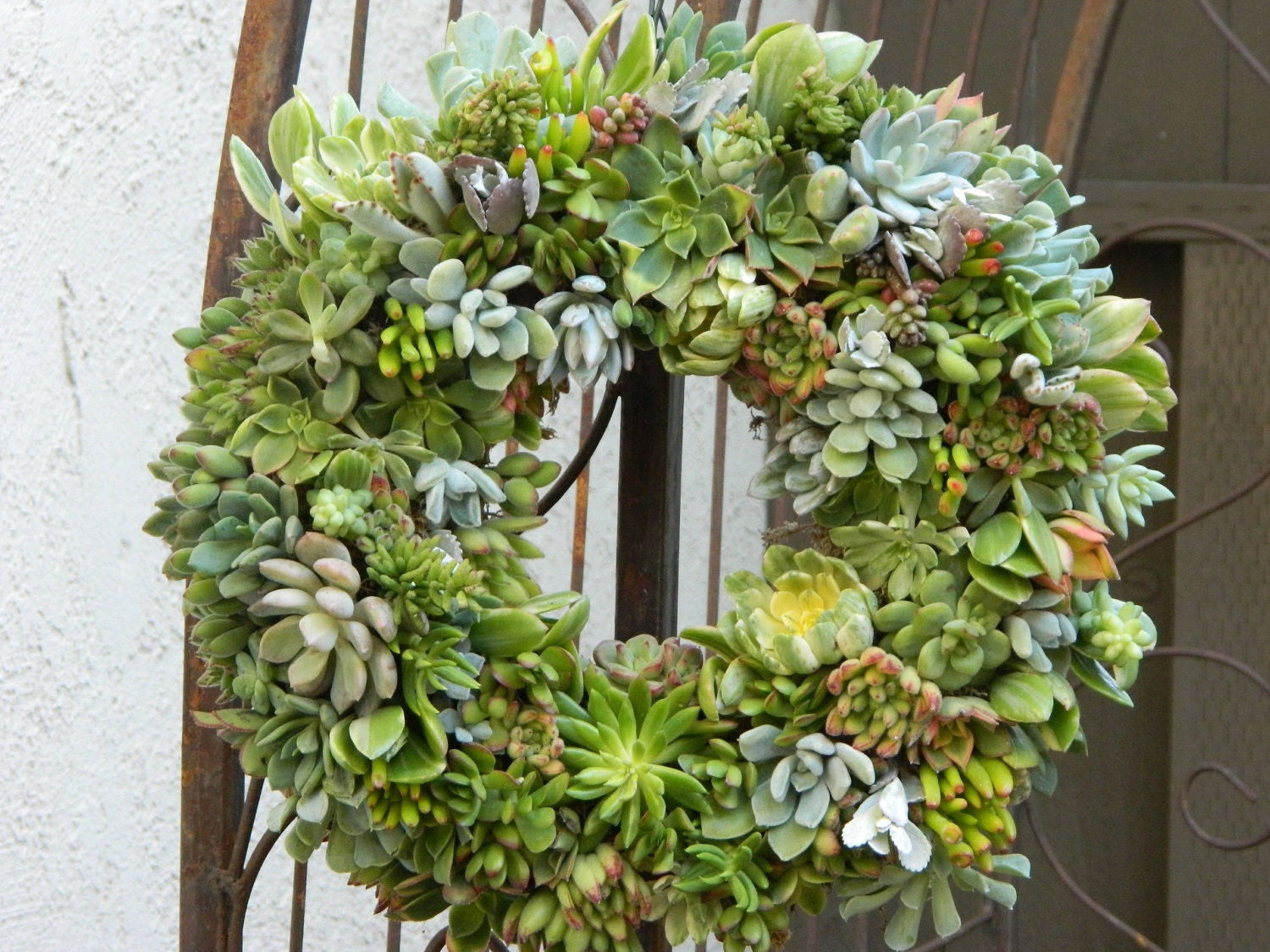 Succulent Wreath - 15" Round Succulent Wreath - Round Succulent Wreath