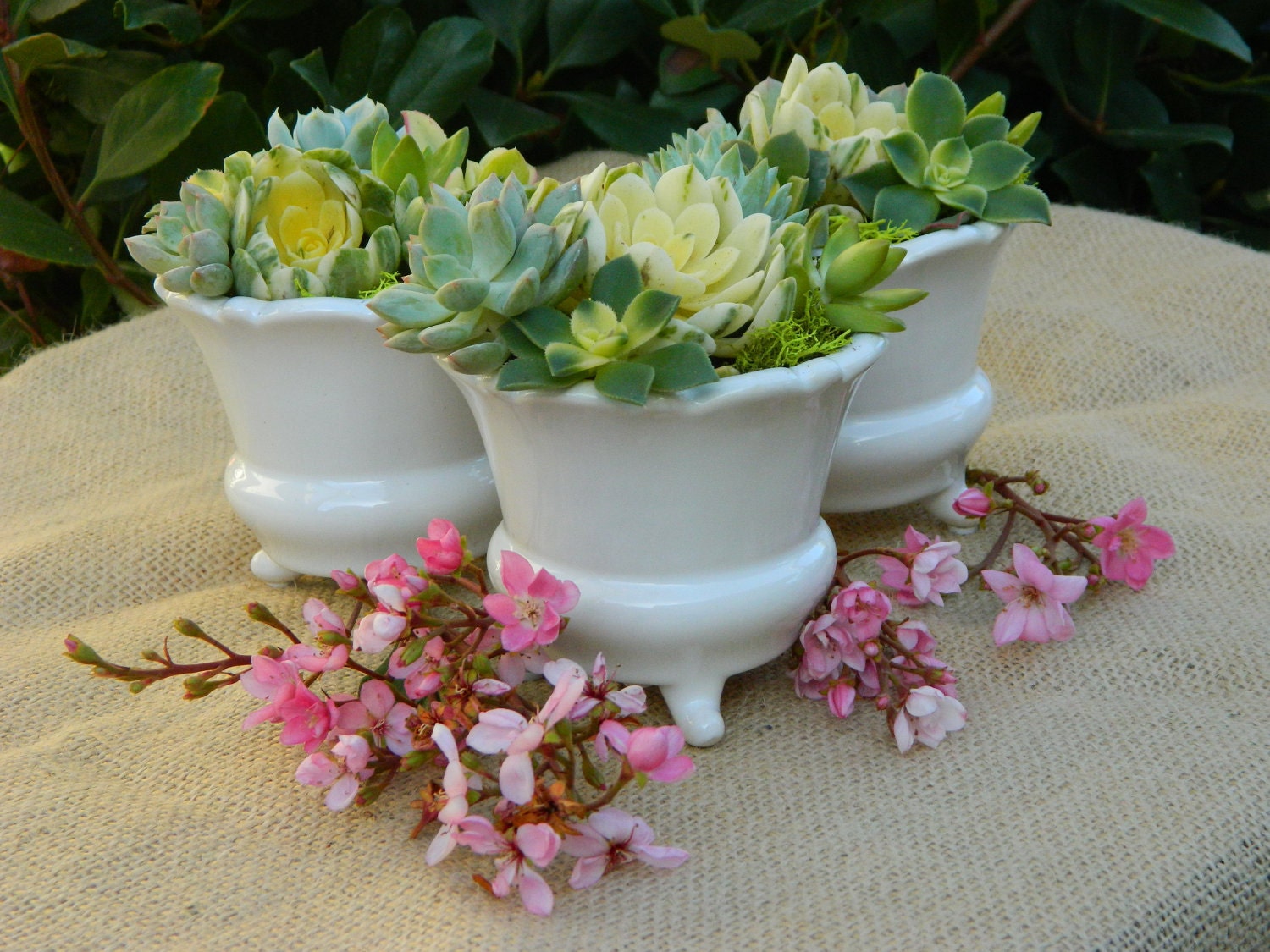 Succulent Wedding Favors, Succulent Bridal Shower Favors, Rustic Wedding Favors, Fall Wedding Favors, Wedding Favor