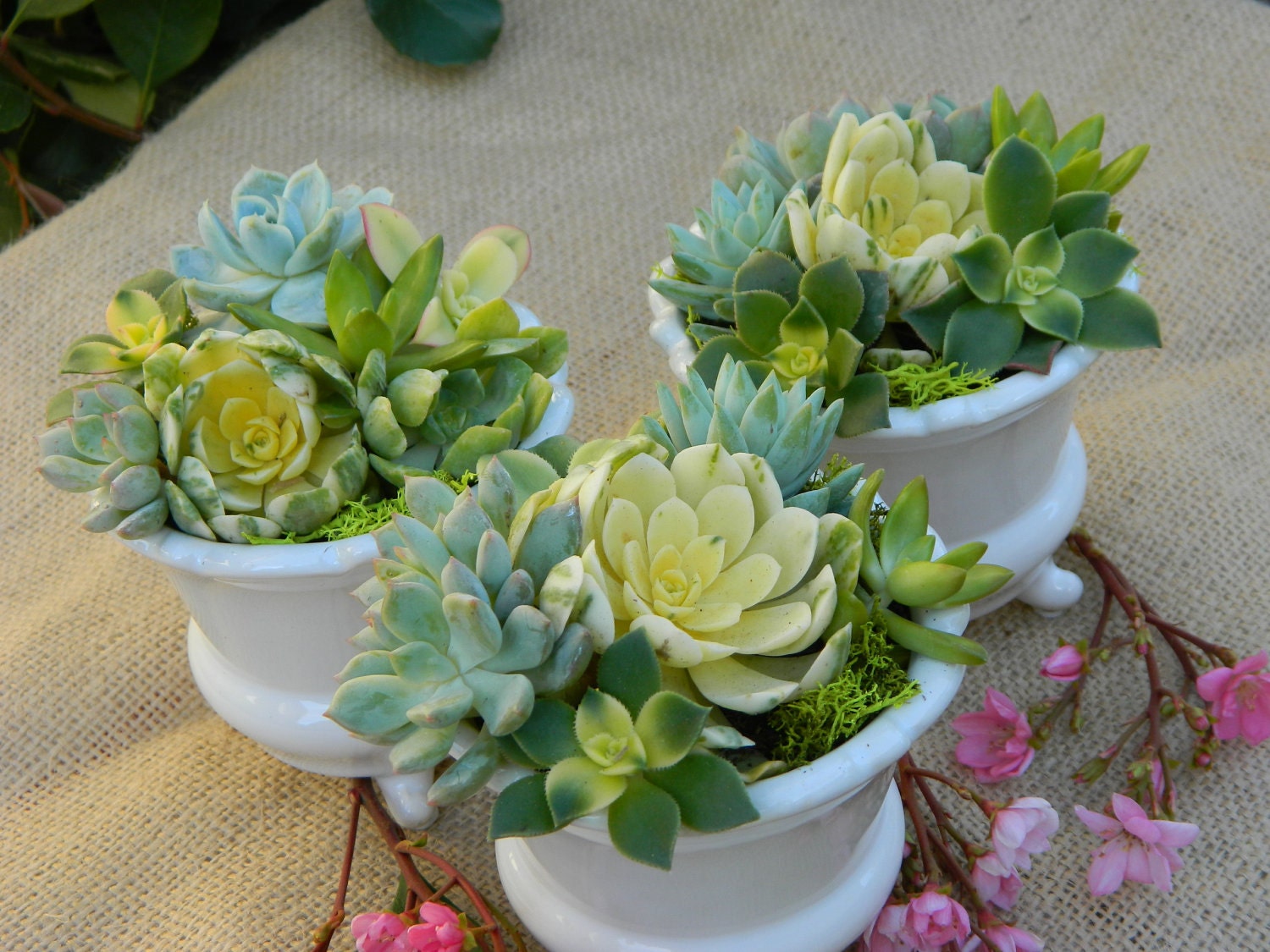 Succulent Wedding Favors, Succulent Bridal Shower Favors, Rustic Wedding Favors, Fall Wedding Favors, Wedding Favor