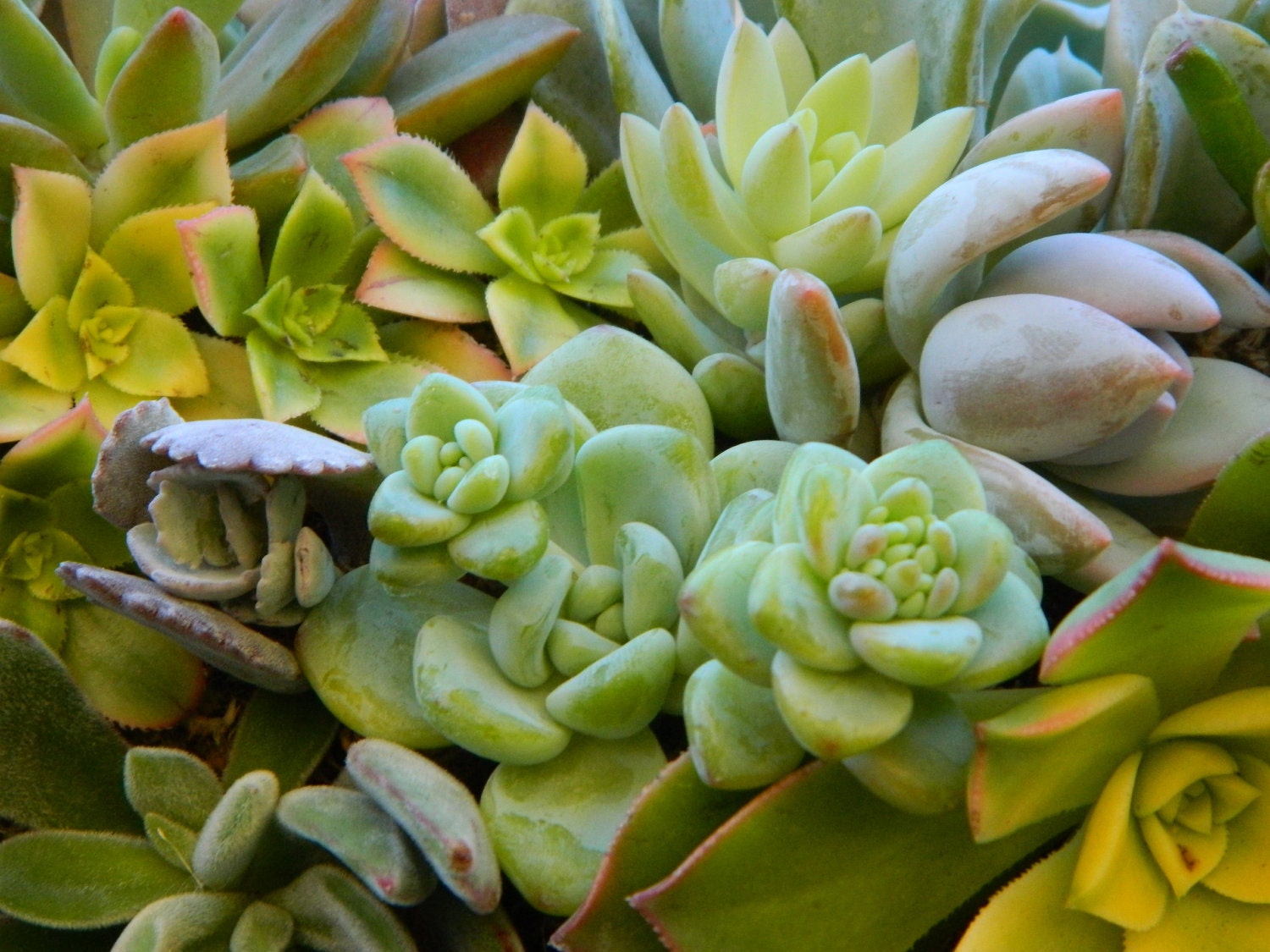 Succulent Wreath, Heart Shaped Succulent Wreath, Wedding, Wedding Decor, Wedding Table, Housewarming Gift