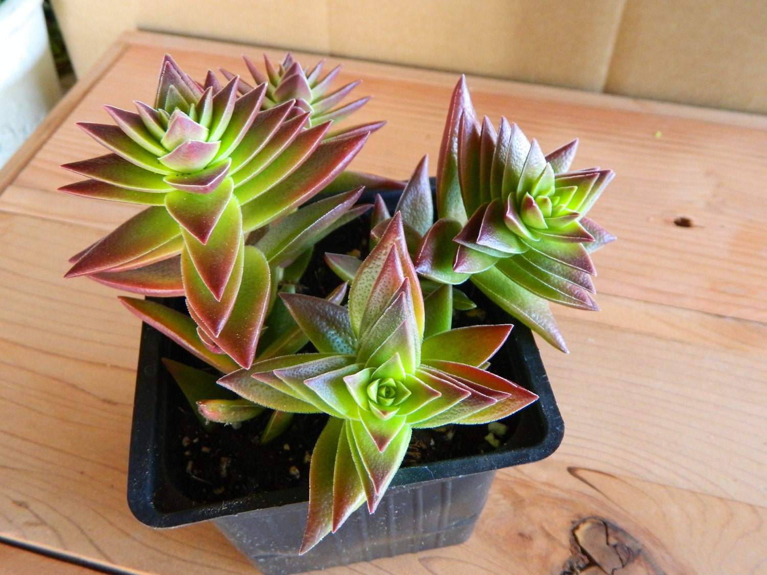 Succulent Plant Crassula Corymbulosa