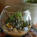 Succulent Terrarium - Succulent Tabletop, Wedding Centerpiece, Special Events Centerpiece, Succulent Planter, Succulent Garden
