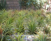 10 Pack Tillandsia Ionantha Assorted  Air Plants