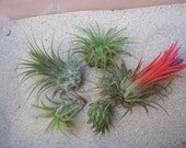 5 Pack Assorted Ionantha Air Plants