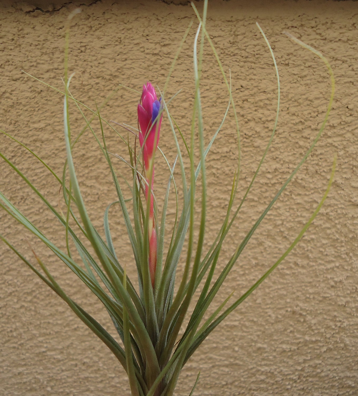 Tillandsia Tenuifolia Blue Air Plant